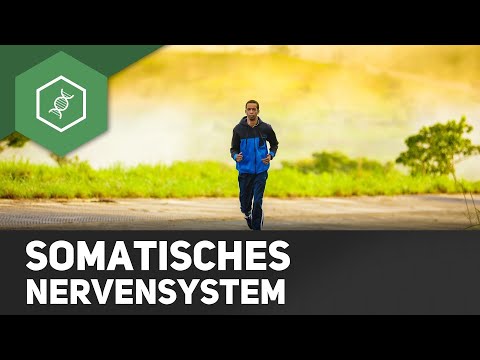 Somatic nervous system (tasks & functions)