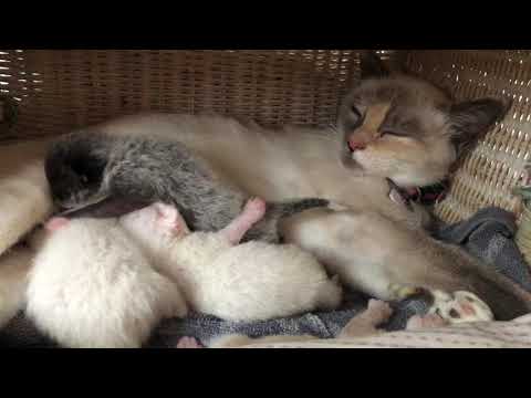 Sexing newborn kittens