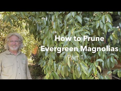 How to Prune Evergreen Magnolias - Part 1