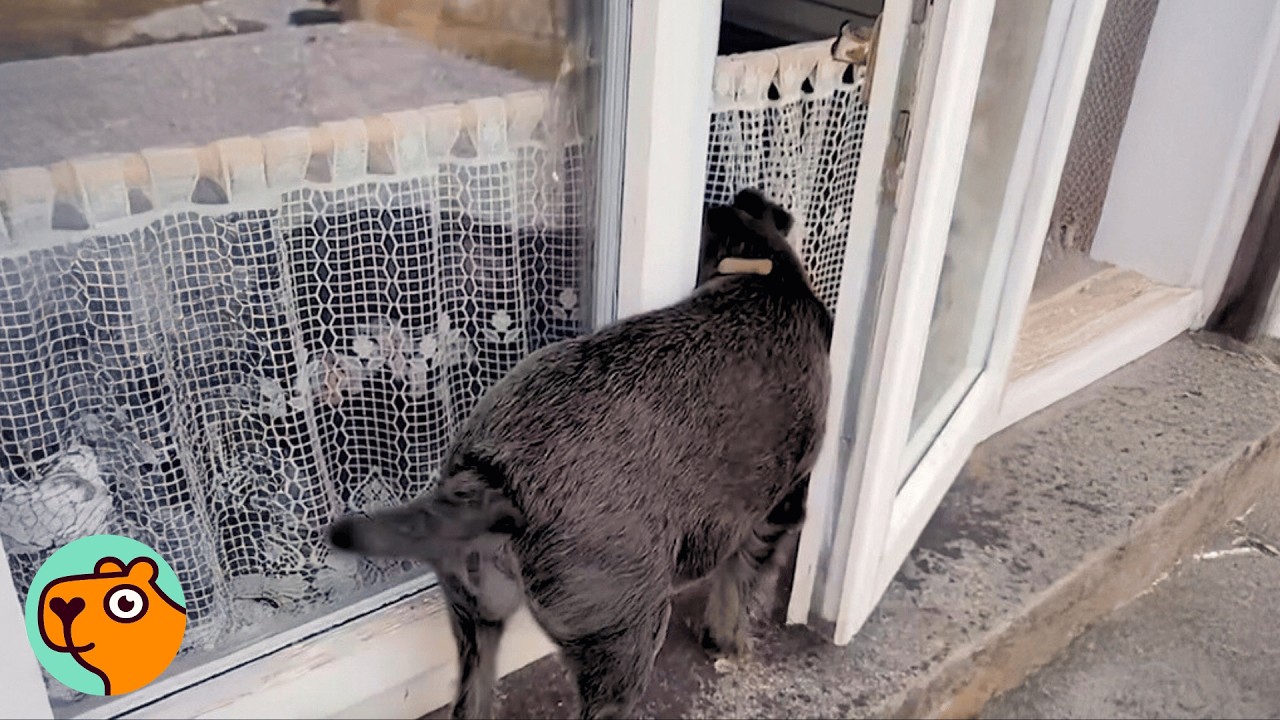 Dog Sneaks Into Neighbor's Window Every Day To Get A Biscuit | Cuddle Buddies