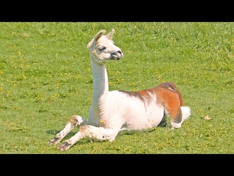 Lama in Germany. Gärtnerei Bihler & Lamas in Reutlingen unterm Georgenberg, Deutschland. 4K