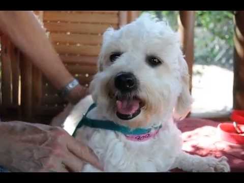Jocelyn, an adopted Bichon Frise in Houston, TX_image-1