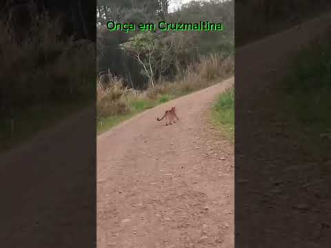 Onça  passeando em cruzmaltina PR.