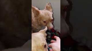 Video preview image #1 Dorgi Puppy For Sale in Arlington, WA, USA