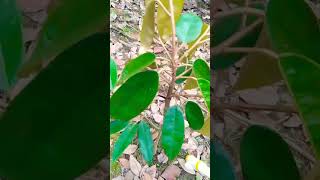 Download lagu Pemupukan Durian 2-in-1 (Orange Graveolens   Arancillo) menggunakan Applicator Pupuk mp3