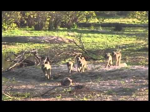 Mana Pools National Park