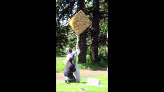 Honey bees swarm a dead end sign