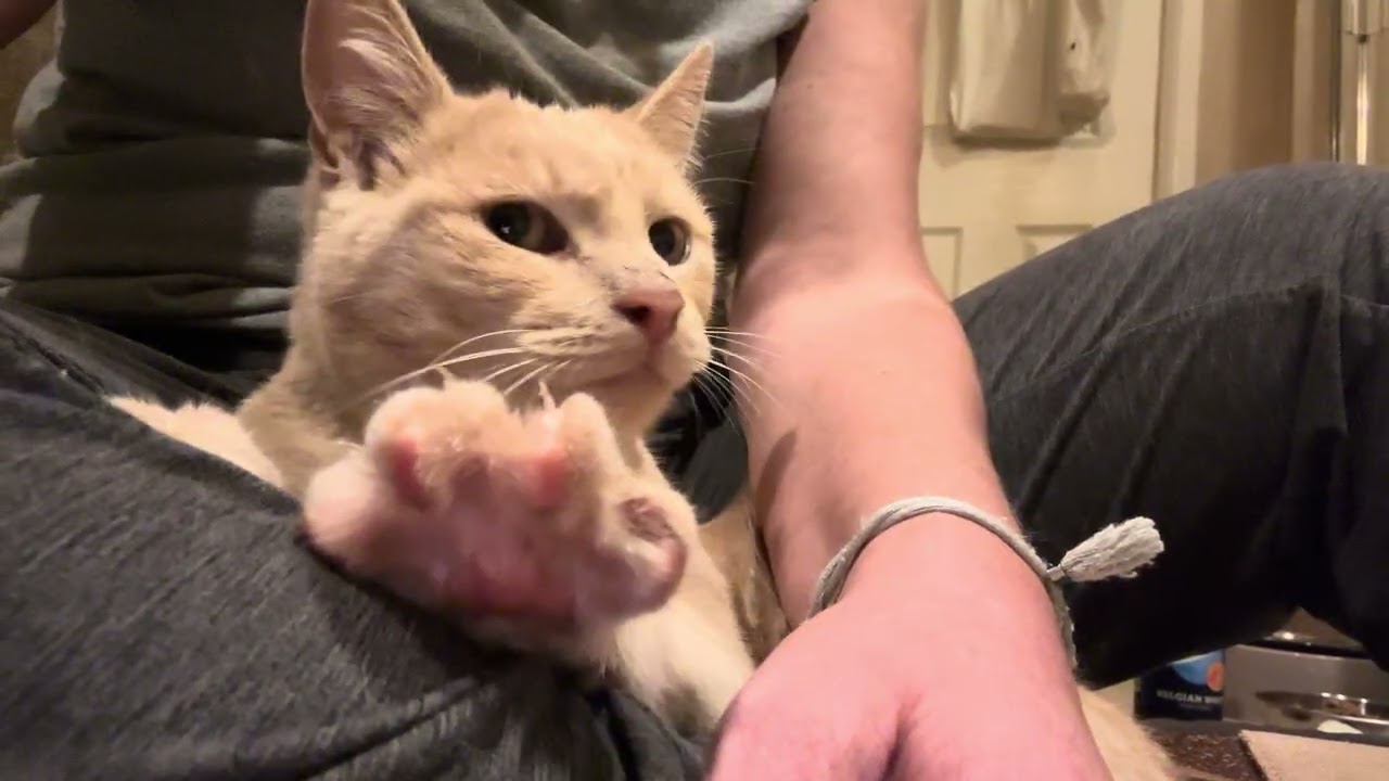 Cheddar, a Adoptable American Shorthair in North Hollywood, CA video 5/5