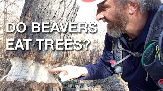 ScienceMan Lesson – Do Beavers Eat Trees?