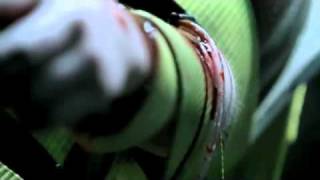 Brotha Lynch Hung - Colostomy Bag ft. C-Lim, GMacc.flv