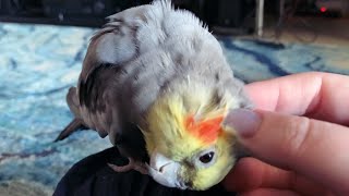 My Little Baby Dinosaur