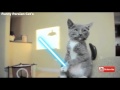 Kung Fu Cats Funny Cats 2016 Fighting Cats