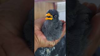 Download lagu Coba,.Untuk pancingan jalak kebo muda belajar bunyi mp3