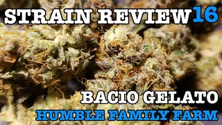 BACIO GELATO STRAIN REVIEW 16 [ GROWERS ONLY CO ]