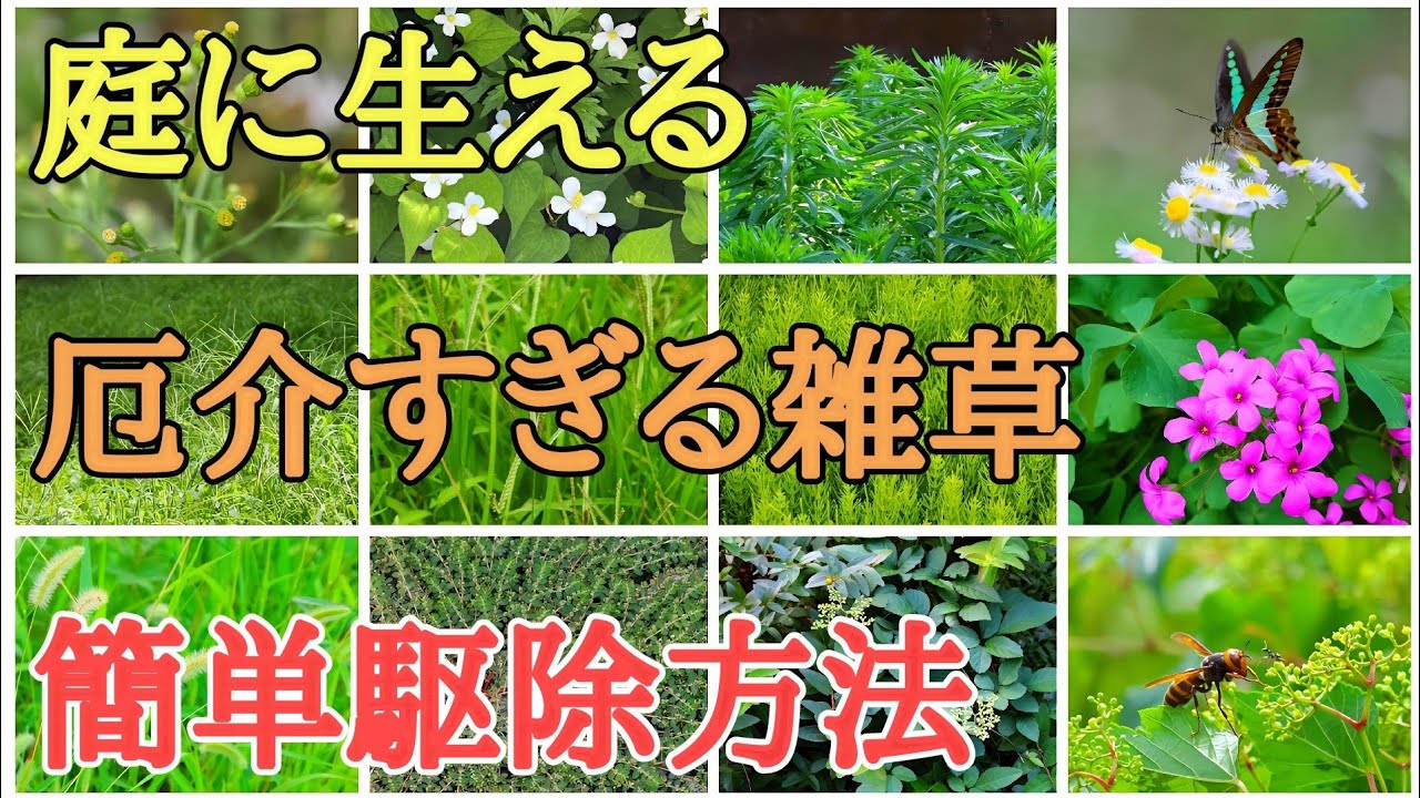 雑草対策｜除草剤不使用で庭に生える厄介な雑草を駆除する方法