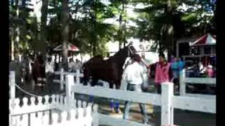 preview picture of video 'Ceasar Beware at Saratoga Racetrack'