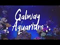 Galway Atlantaquaria National Aquarium Of Ireland