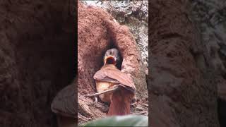 filhote dJoão de barro esperando alimento