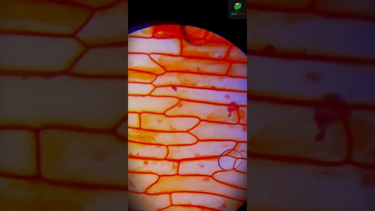 Living Plant Cell Nucleus under Microscope. #short #nucleusundermicroscope #microscopy #bioorigin