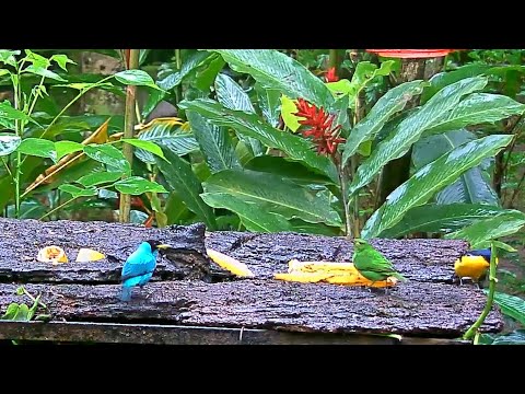 Green Honeycreepers Join Tanagers, Euphonias And Thrushes On The Panama Fruit Feeder – Oct. 12, 2020