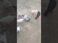 Kabutar Udan Karte Huye Palti Kaise Mar Dekhiye Kabootar 12 Pigeon Kabutar Ytshorts Pigeon Video