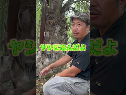 鳥を庭に引き寄せる植物は何ですか?一番人気の品種に注目！  庭園