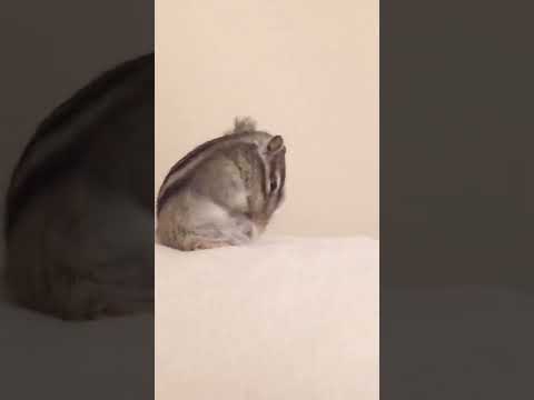 園芸 シマリス、Respountchoous