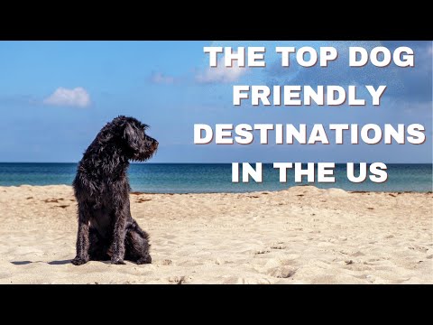 The Top Dog Friendly Destinations in the US