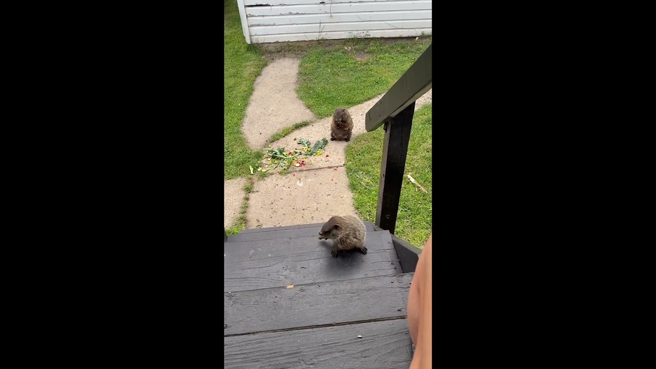 Clumsy Baby Groundhog || ViralHog