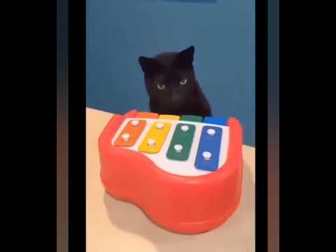 Baby Cats _ Cute and Funny Cat Videos Compilation .#funny #animals  || Funny Animals With mohsin||
