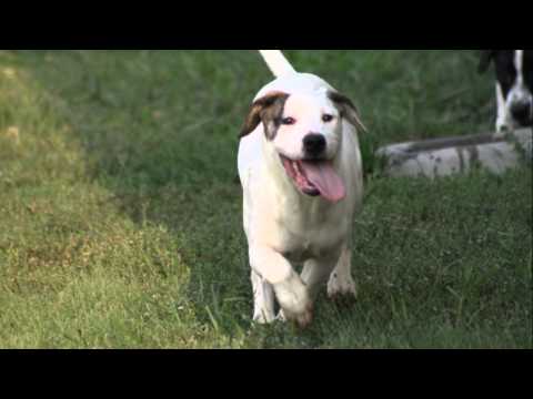 Pointer sisters adoption video.wmv