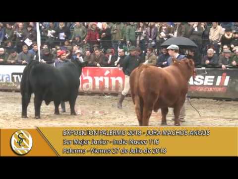 27-07-18 Campeonato Junior - Jura Macho Angus - Palermo