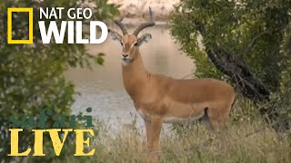 Safari Live - Day 147 | Nat Geo Wild Safari Live - Day 147 | Nat Geo Wild