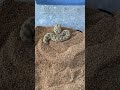 Sahara Sand Viper Burrowing In Sand ORIGINAL