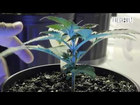 How and Where to Top a Cannabis Plant