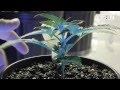 How And Where To Top A Cannabis Plant