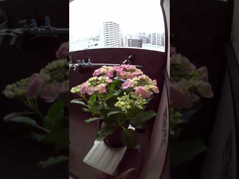 アジサイが育つまでどれくらいかかりますか？より速く成長させるための重要なヒント  庭園