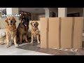 Hiding From My Dogs In A GIANT BOX Ultimate Hide And Seek