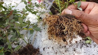 How well rose grow in peat moss | Rose rooting result in peat moss
