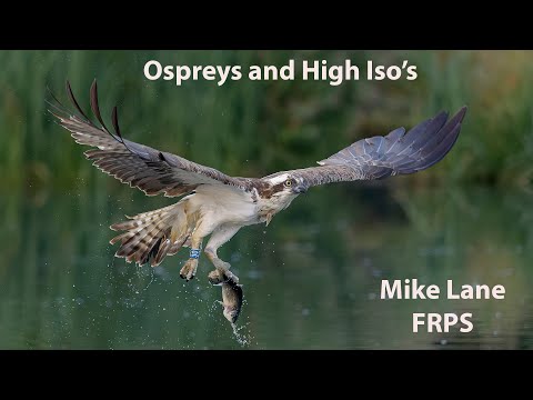 Ospreys diving for fish. Pushing the ISO high with the OM-1.