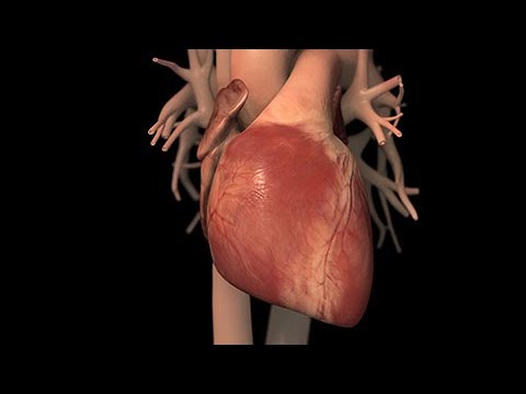 Anatomía normal y función del corazón