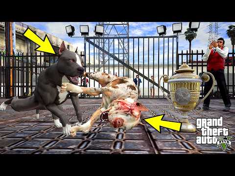 TERMİNATÖR İNTİKAMINI ALIYOR! ARENALARIN ŞAMPİYONU OLUYOR! - GTA 5 PİTBULL'UN HAYATI