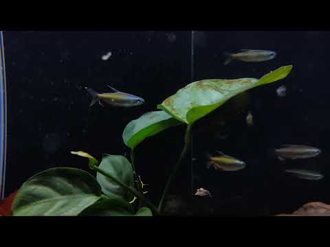 Phenacogrammus aurantiacus (wild) bij Aquarium Speciaalzaak Utaka