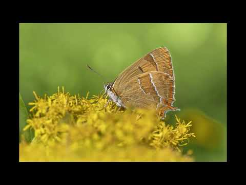 Blue Skies Turning Red - Volcan Peaks #lucid #dreaming #music #relaxation #dream #healing #soothing