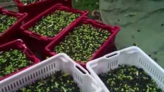 preview picture of video 'Il nostro olio d'oliva taggiasca'