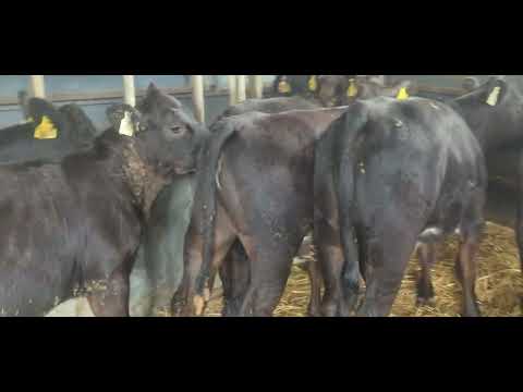 8 Quality Aberdeen Angus heifers for sale - Image 2