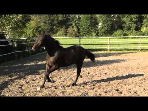 Hengstfohlen von Sezuan