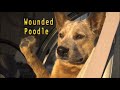 Olive Bridge Entertainment Wounded Poodle 20th Century Fox Television FX 2007