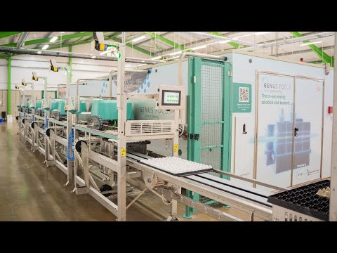 Genus Focus für In-Ovo Geschlechtsbestimmung (Deutsche Version)