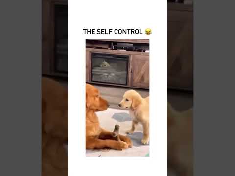 Dog the self control . #doglover #dogfunnyvideos #dogfight #shorts #ytshorts